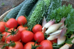 おすすめの肥料・品質向上資材は通販で購入出来る！～安全な肥料を家庭菜園や有機野菜に使用～