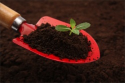 肥料を活用し野菜を育てるイメージ