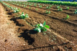 肥料で有機栽培の野菜・果物に栄養を与えるなら通販でおすすめの製品をチェック