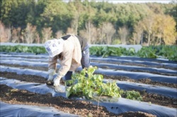 野菜の肥料は【株式会社シーブレーナ】 農業をする様子